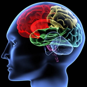 Tỏi đen - Cải thiện hệ thống thần kinh và bộ nhớ